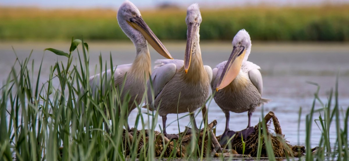 Meet the Pelican Leadership Academy Class of 2025
