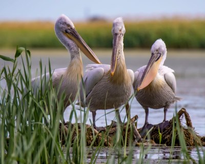 Meet the Pelican Leadership Academy Class of 2025