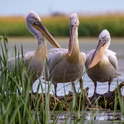 Meet the Pelican Leadership Academy Class of 2025