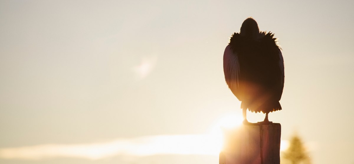 Joy Cometh in the Morning