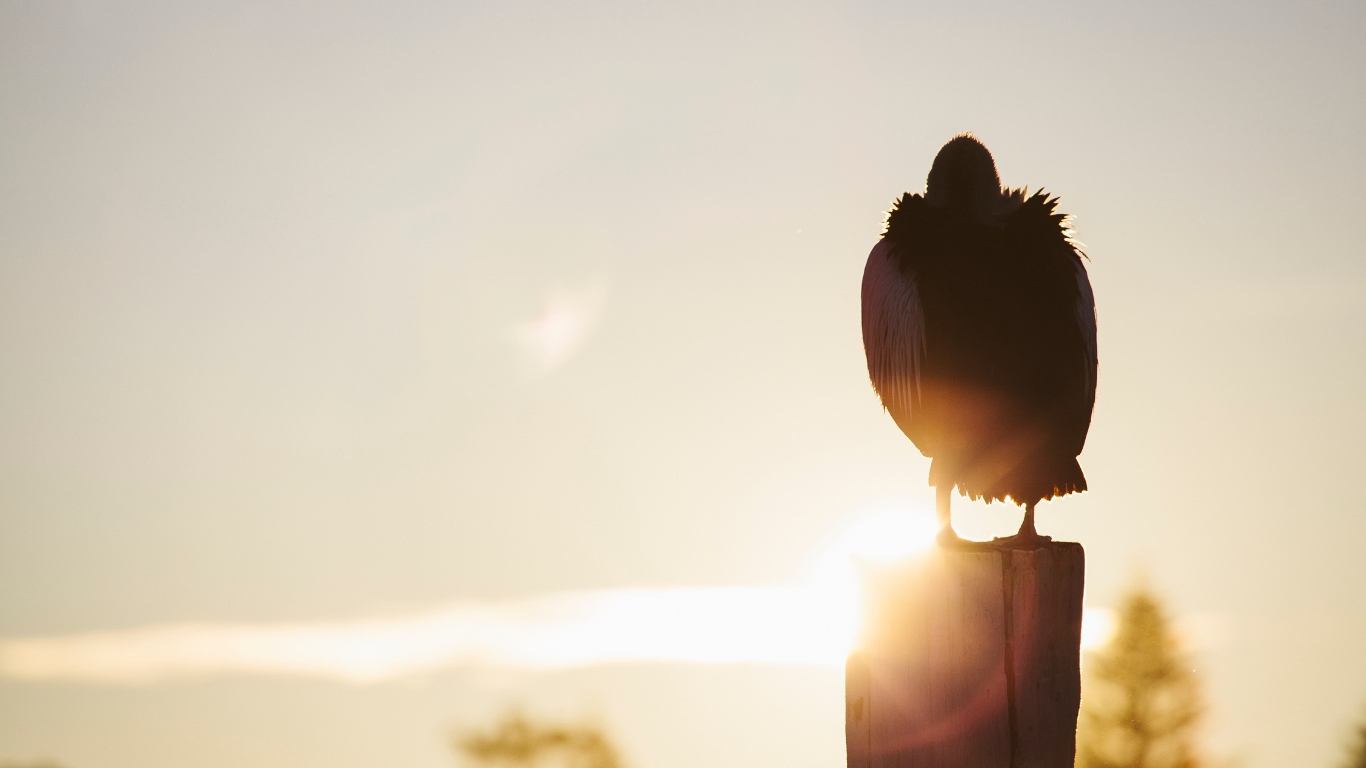 Joy Cometh in the Morning