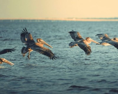 Introducing the Citizens’ Guide to the FY 26 Louisiana Budget