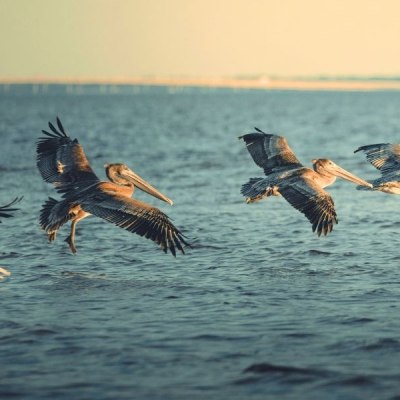 Introducing the Citizens’ Guide to the FY 26 Louisiana Budget